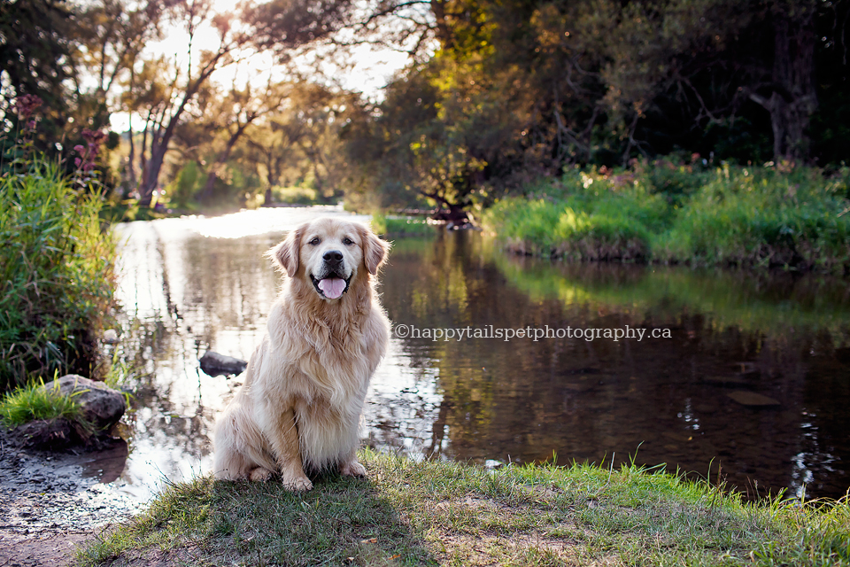 Golden Retriever dog by river for golden hour pet portraits in Ontario