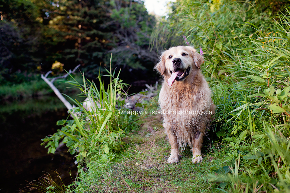 Fun pet photography of golden retriever dog with tongue out after swimming in Lowevile Park river.