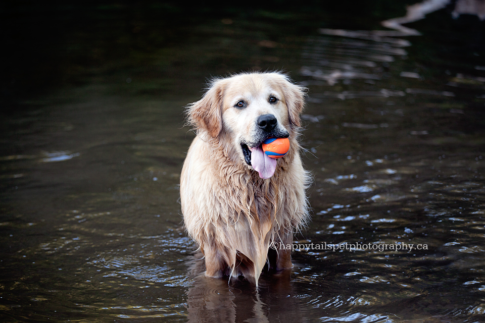 Wet golden retriever dog with ball at candid and playful dog photography session for sick pets in Burlington. 