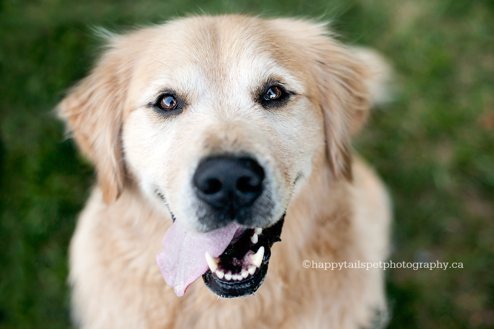 Close up dog portrait of happy golden retriever at the park in GTA.