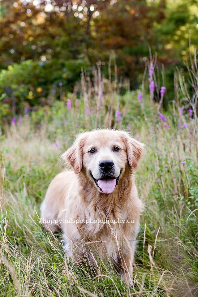 Photography for ill or elderly pets in Ontario, Burlington, Oakville and GTA.