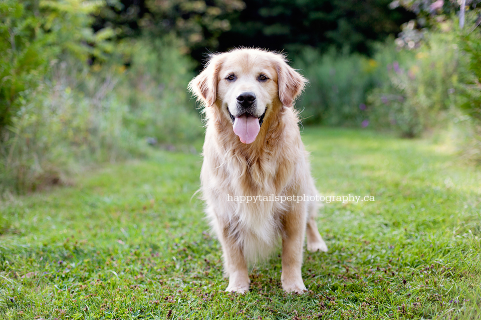 Best dog photograpy in Ontario and GTA.