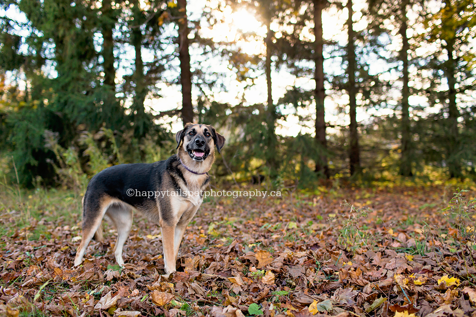 Natural, candid dog photography by GTA pet portrait photographer.