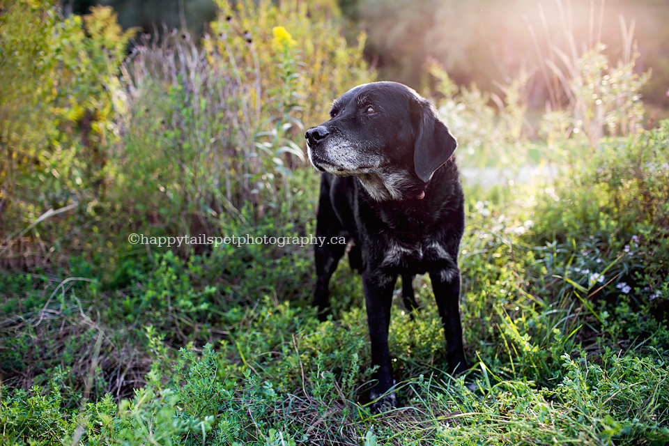 Lion's Gate park, Oakville pet photography