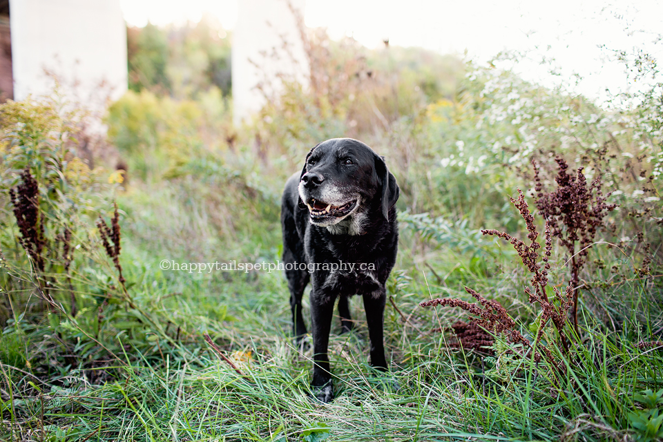 Senior dog photography in Oakville, Burlington and GTA by Happy Tails Pet Photography