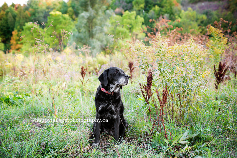 Remembering a senior dog with outdoor, natural pet photography in Ontario
