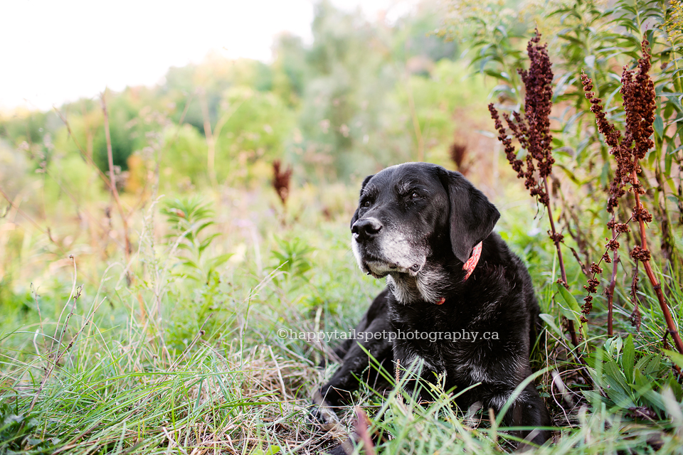 Happy Tails Pet Photography Celebration Session to remember an ill or elderly pet with beautiful photographs