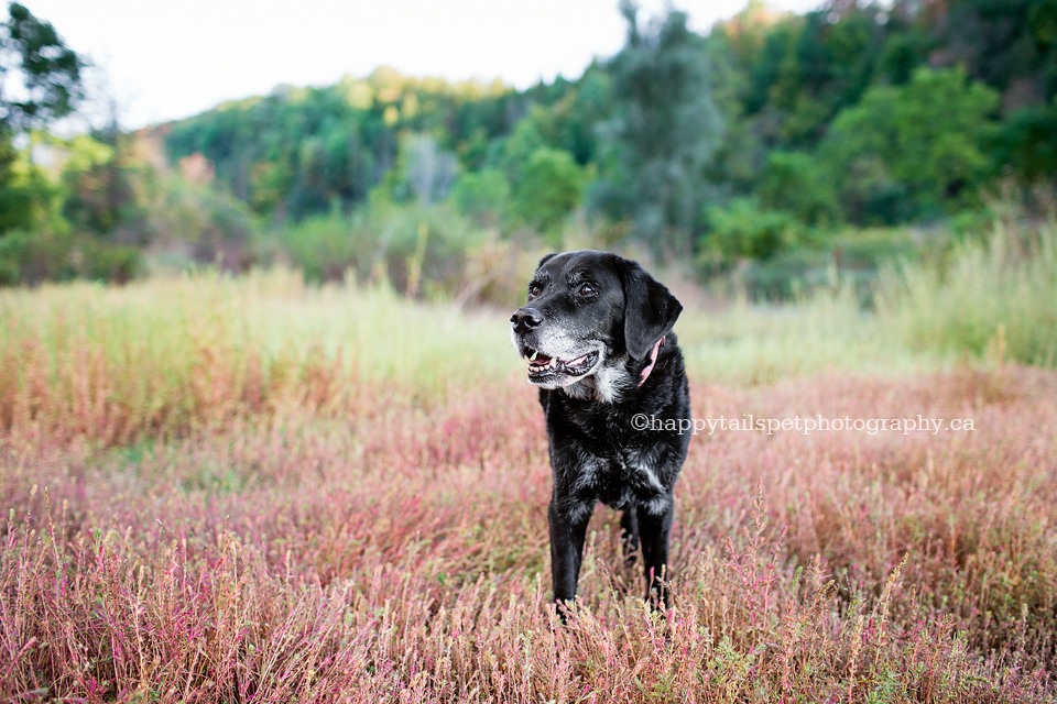 Senior black lab dog in pink undergrowth with soft colours and natural outdoor light