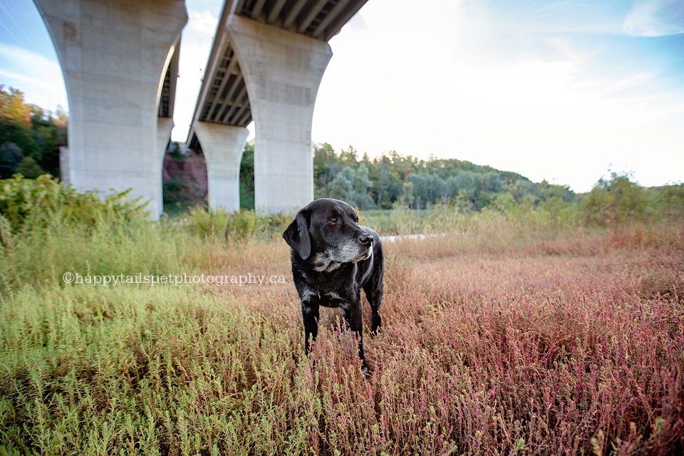 On-location pet photographs with personality in Oakville, Ontario.