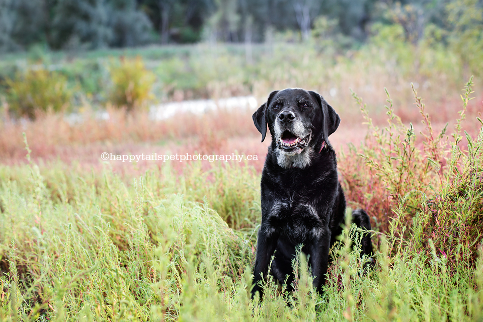 Professinal pet photographer in Oakville, Burlington and GTA, senior dog photography.