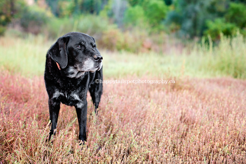 Simple and beautiful photography for your dog in southern Ontario