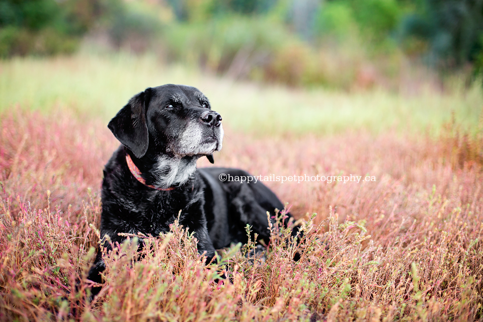 Outdoor pet pictures by Ontario senior dog photographer
