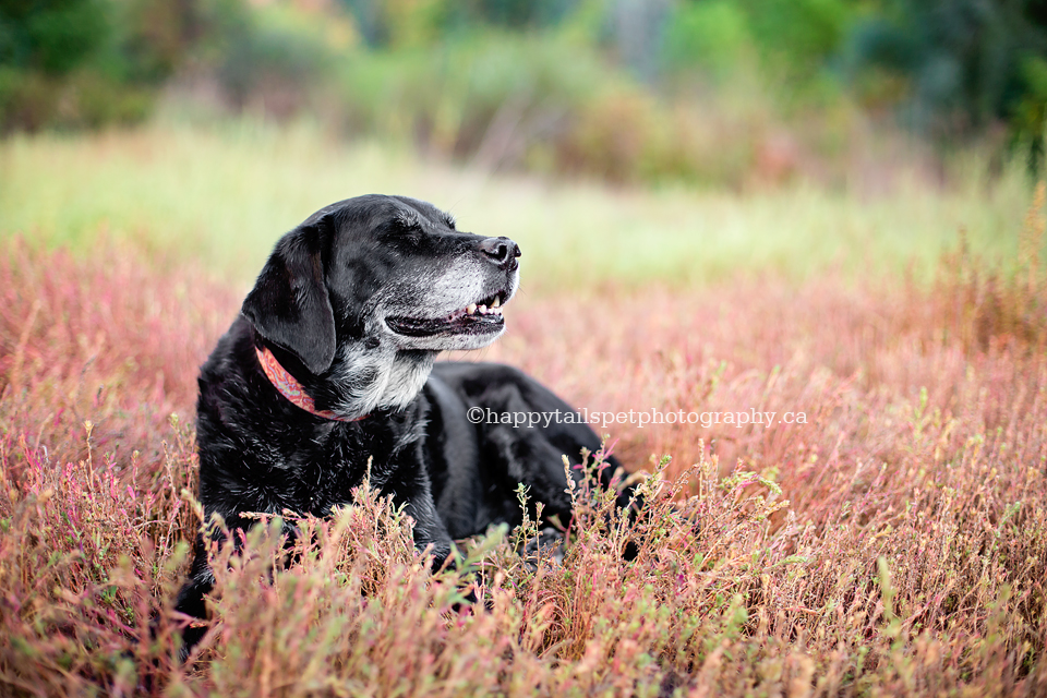 Relaxed and happy black dog in pink ground cover in picturesque Oakville natural setting