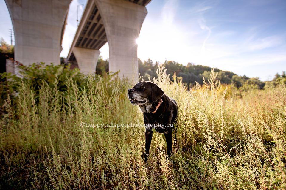 Urban pet photography, rural and natural dog photography