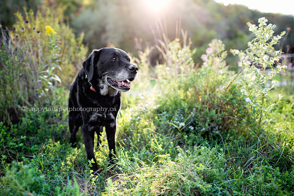 Celebrating Madison | Oakville senior dog photography