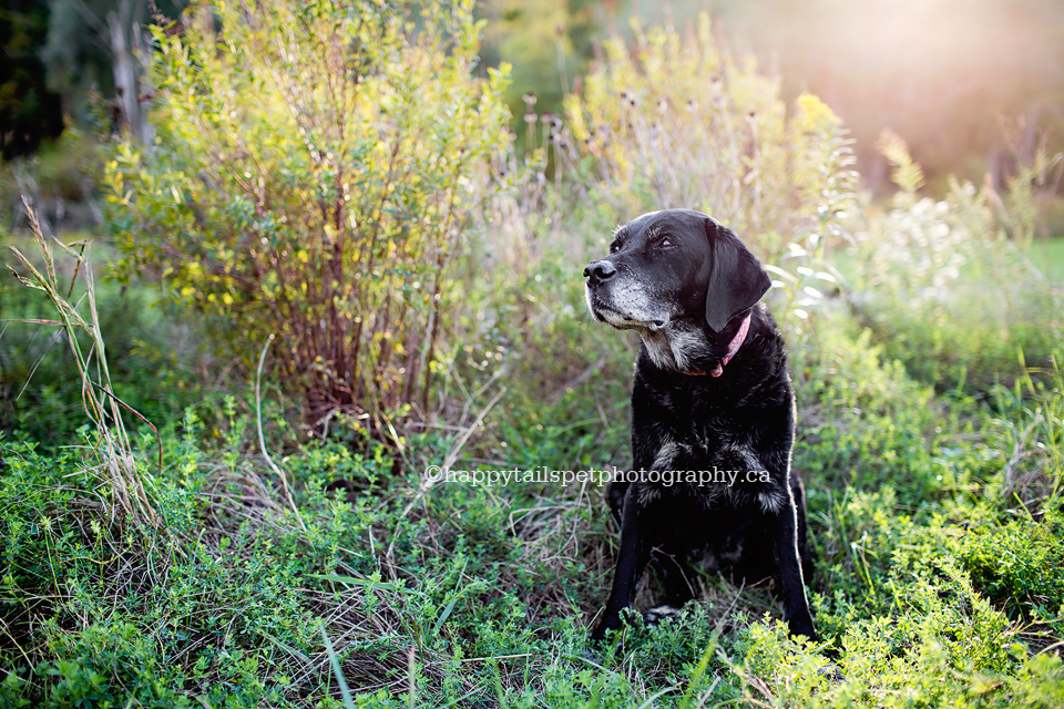 Fall pet photography in Lion's Gate park, Oakville, Ontario