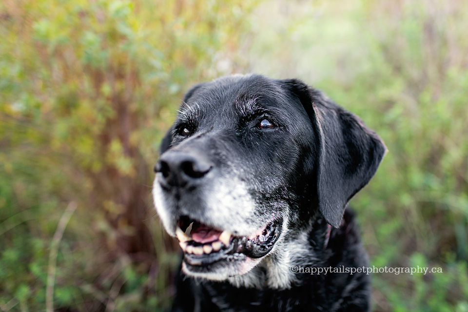 Portrait of black lab dog with white muzzle by Happy Tails Pet Photography