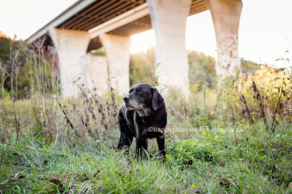 Black lab dog under bridge in beautiful light at Oakville park