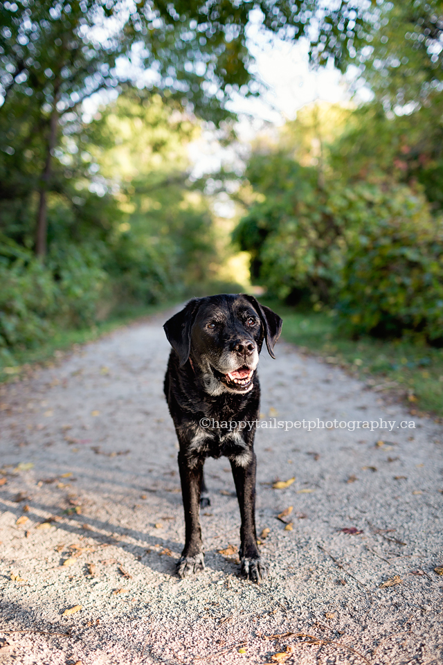 Senior dog on outdoor trail in Ontario natural area