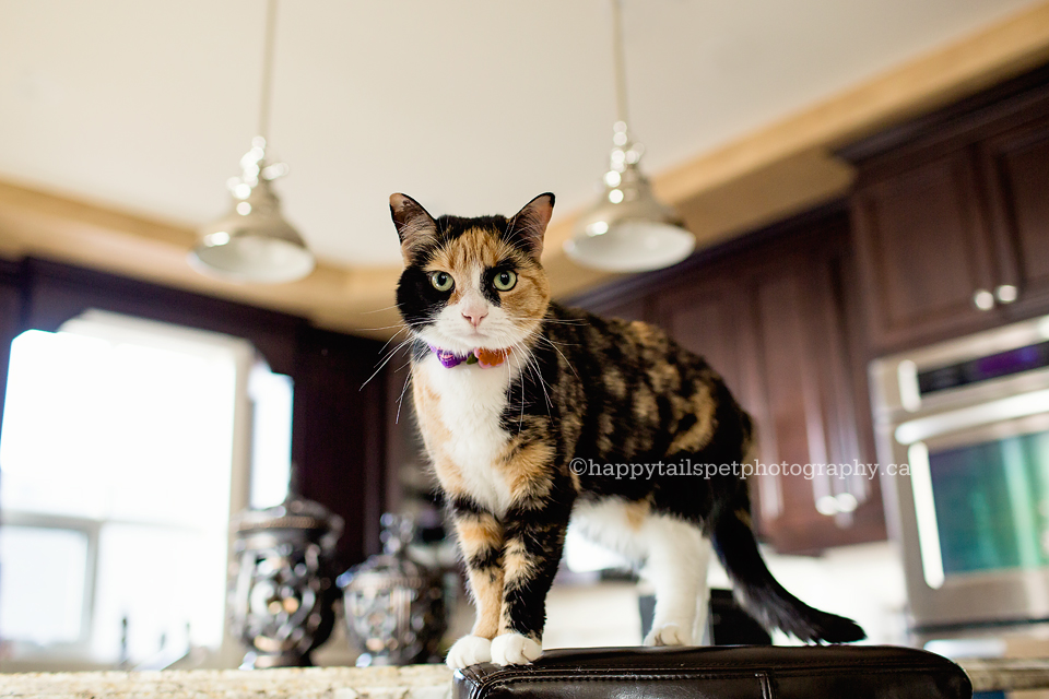 Calico cat on kitchen counter during in-home Ontario pet photography session.