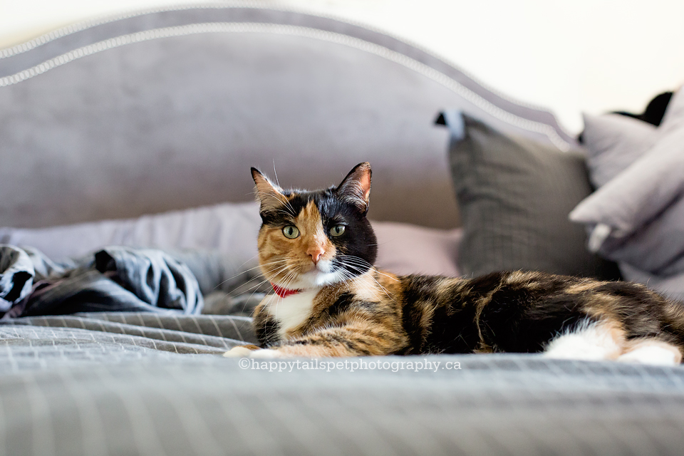 Gorgeous calico cat on comfy, luxurious bed.