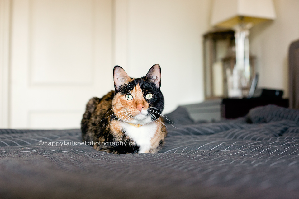 On-location cat photography in Toronto, Oakville, Burlington, GTA.