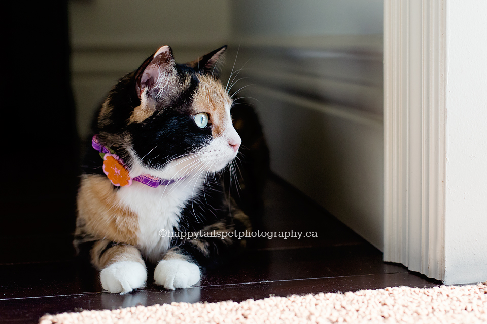 Cat looking out window with natural light.