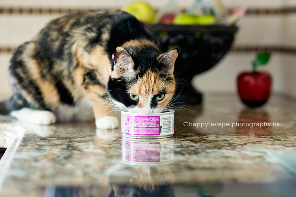 Calico cat eats from food can on granite counter in home kitchen, lakeside apartment in GTA.