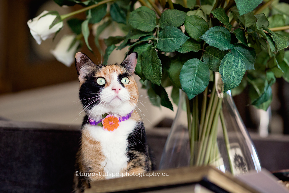 Cat photography in luxury lakeside condominium in Ontario.