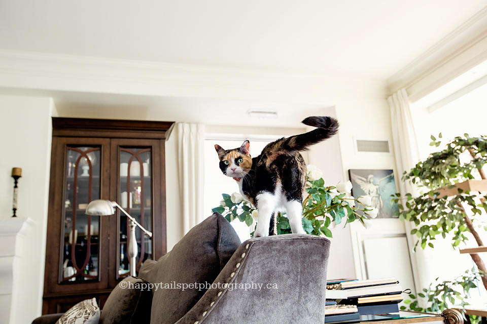 Lifestyle pet photography in downtown Burlington apartment.