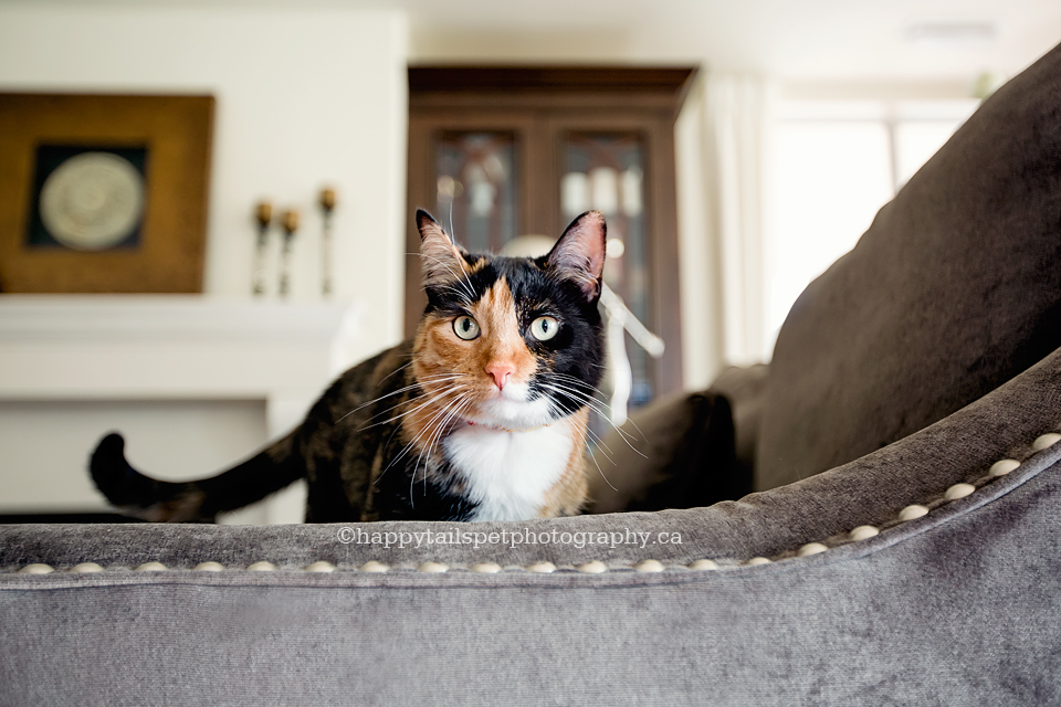 Curious cat on nailhead trim couch.