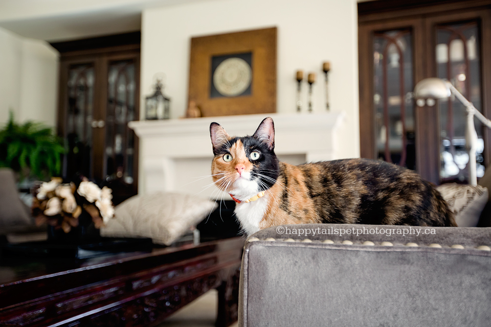 Cute calico cat in designer condo on Lake Ontario.