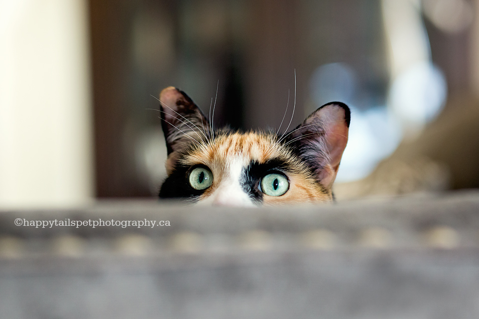 Cat with green eyes peeks over the couch, candid cat photographer in Ontario.