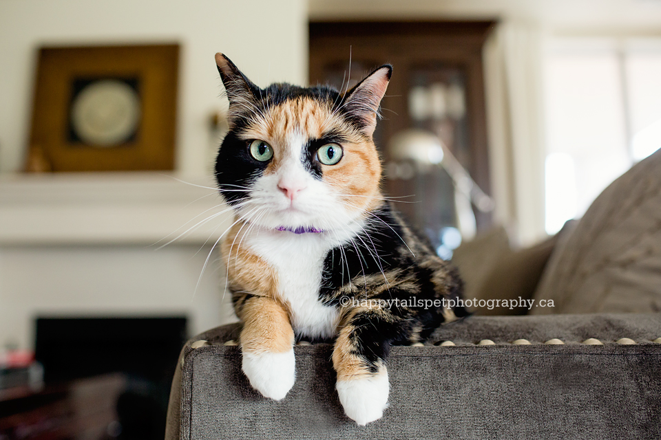 Inquisitive cat on a couch in Burlington, Ontario home.