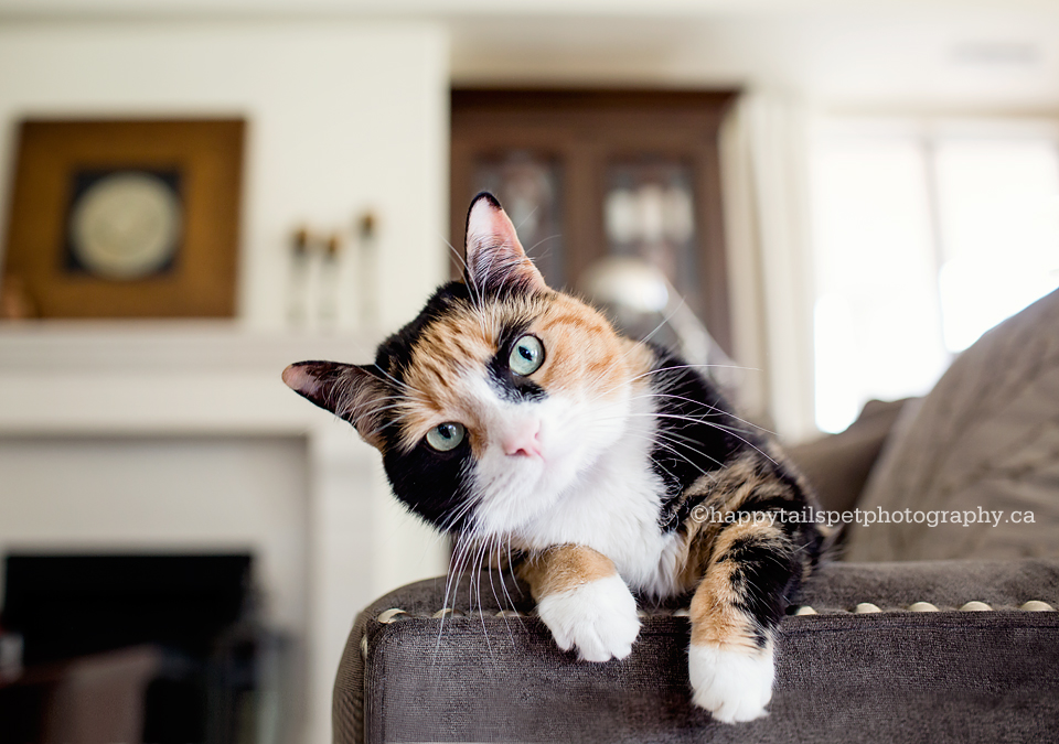 Ruby & Pearl | Burlington cat photographer