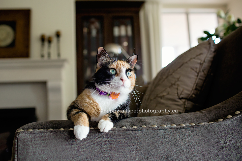 Cat portrait by Happy Tails Pet Photography.