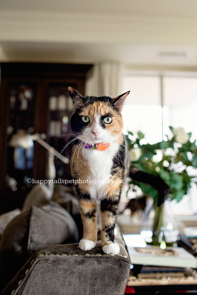 Natural light pet photography of beautiful cat in GTA condo.