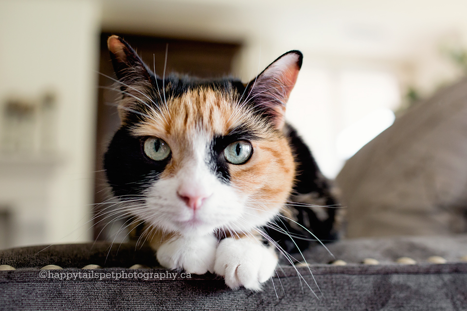 Cute cat face photo by Happy Tails Pet Photography