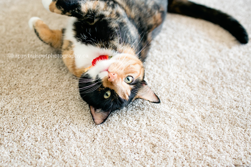 Funny, playful, upside-down cat photograph in owner's Burlington home.