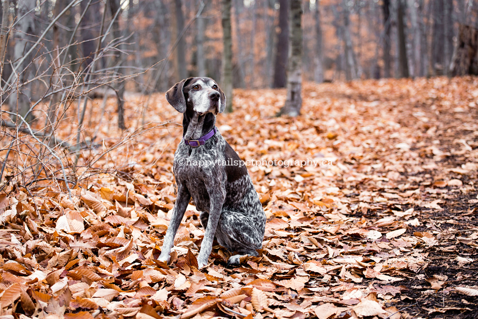 Candid, natural dog photography in Ontario.