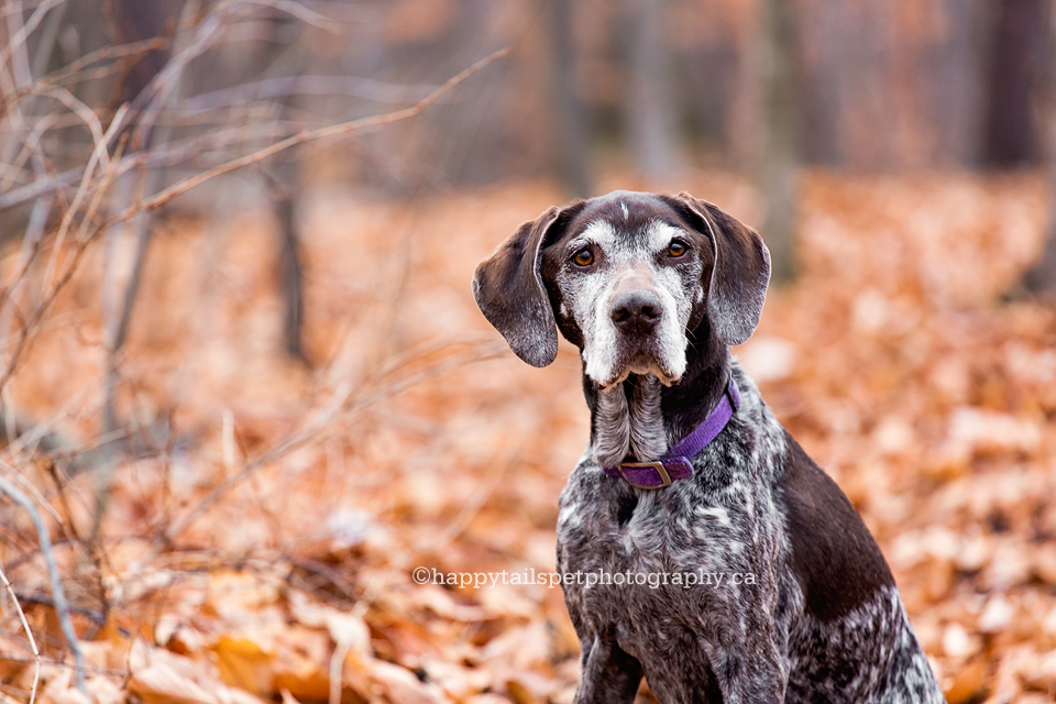 Outdoor pet photography in Burlington and GTA.