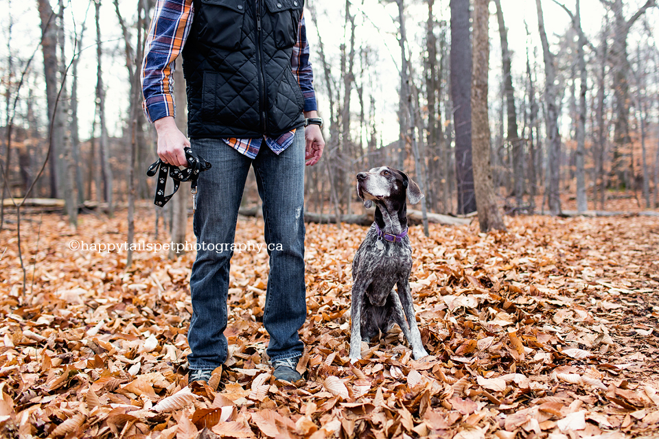 Dog looks up to owner, pet owner bond, in fall leaves.