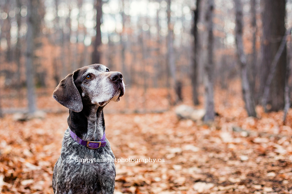 Dog portrait of senior dog on Burlington, Ontario trail in fall.