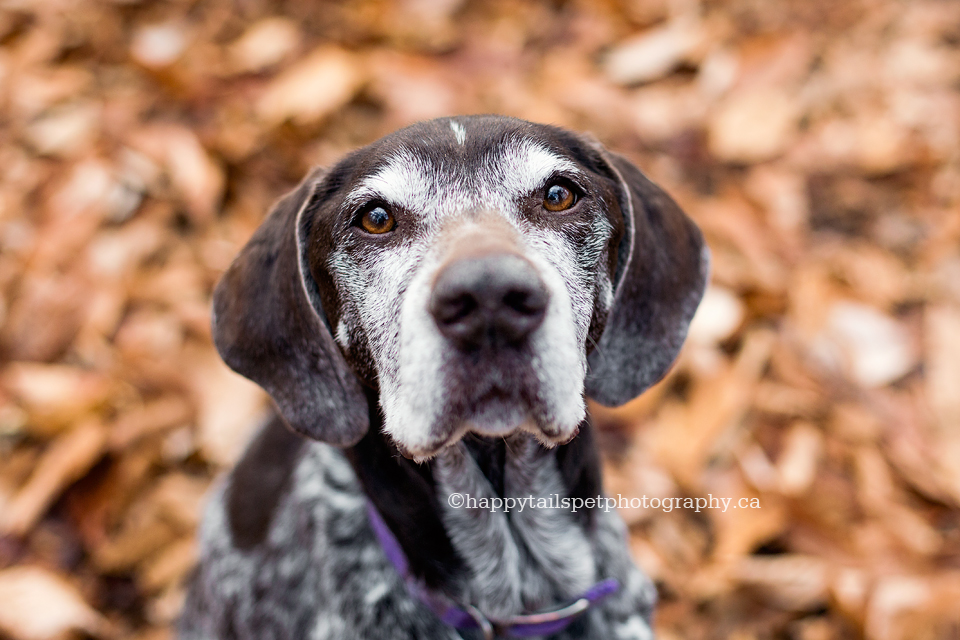 Dog portrait of senior German Shorthaired Pointer to remember a pet.