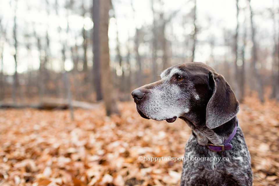 Photography for ill or elderly dogs in Ontario, Celebration Sessions by Happy Tails Pet Photography.