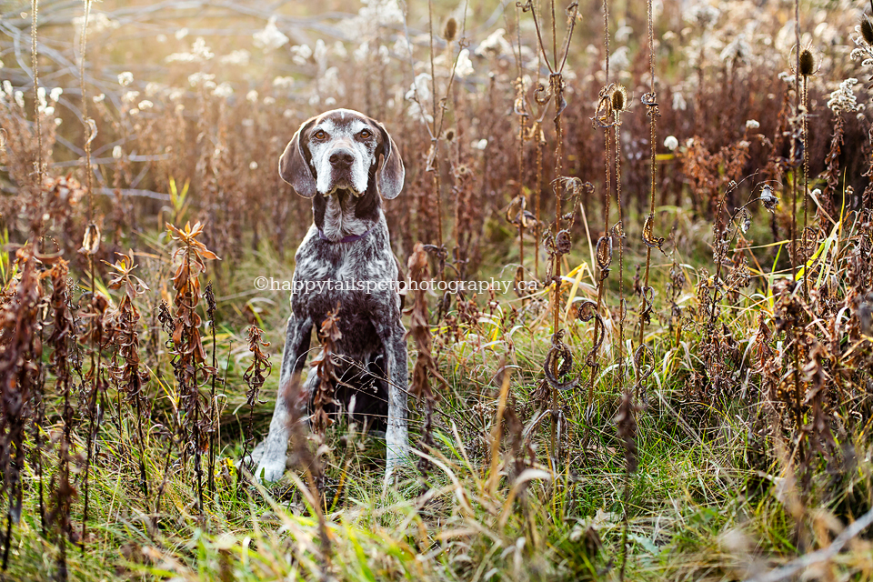 Senior dog photography in southern Ontario.