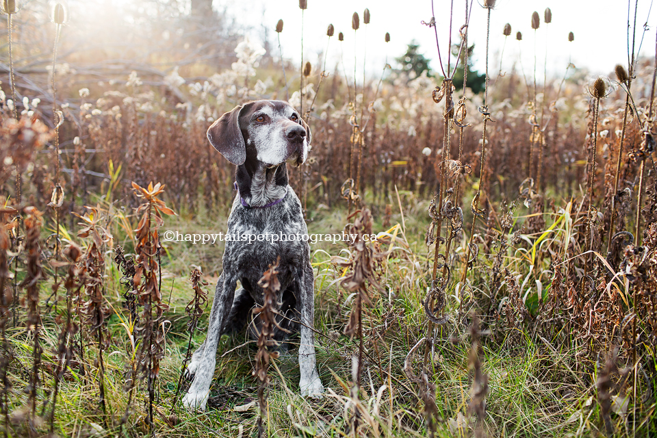 Simple, natural, stunning pet photography by best Ontario dog photographer.