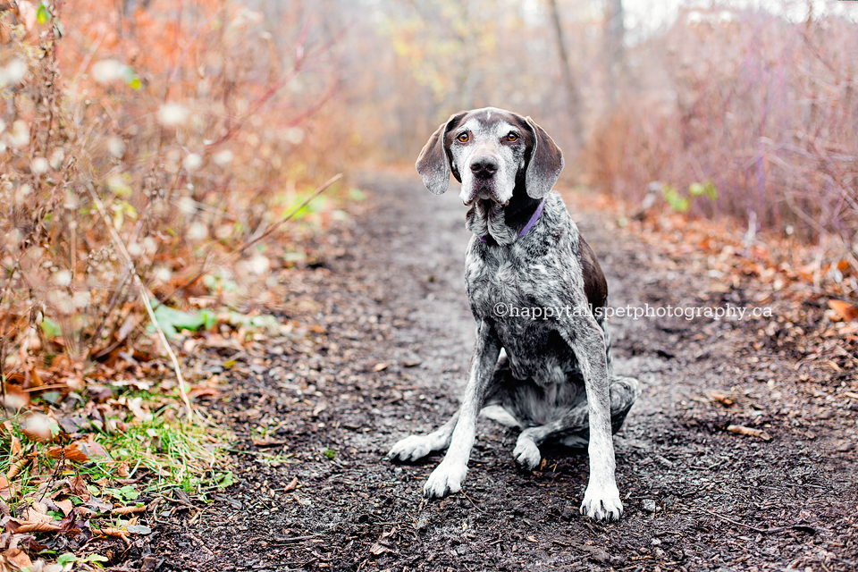 Burlington dog photography of German Shorthaired Pointer dog on trail in fall colours.