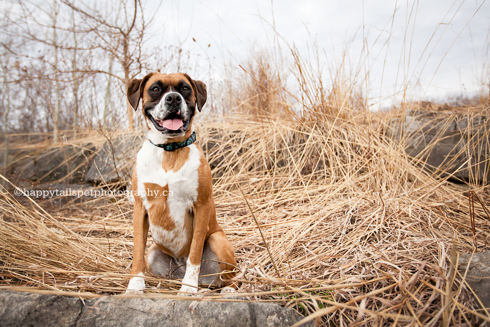 Remembering your dog with pet photography in the Burlington, Oakville and the GTA.