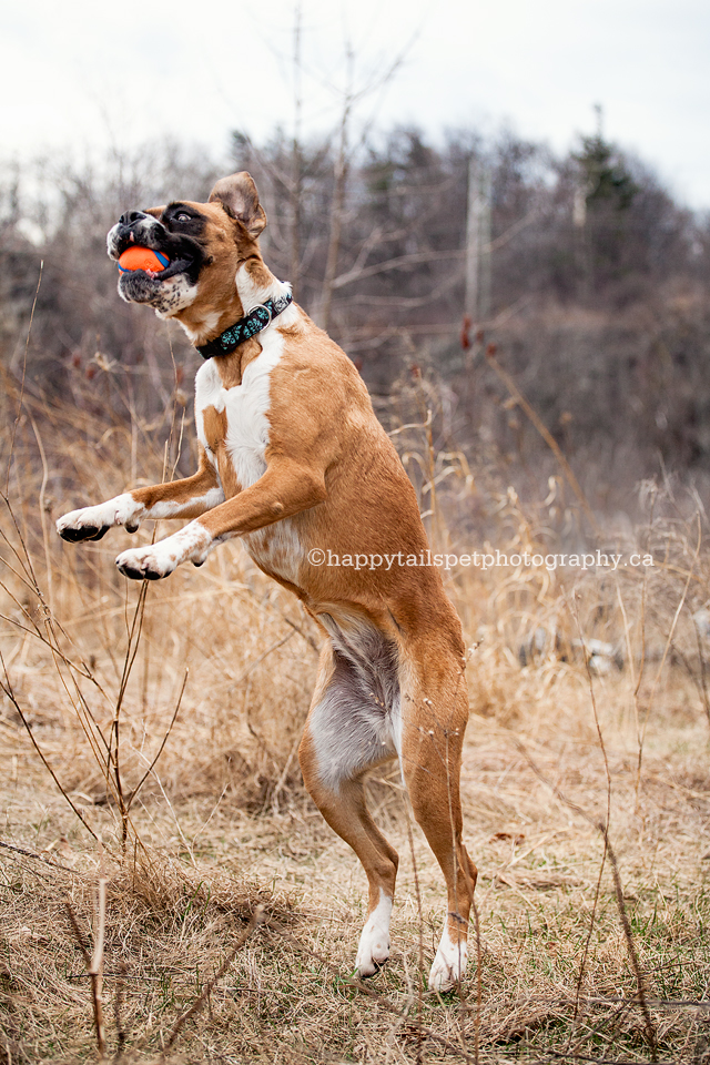 Boxer dog catches a ball and plays in Burlington park.